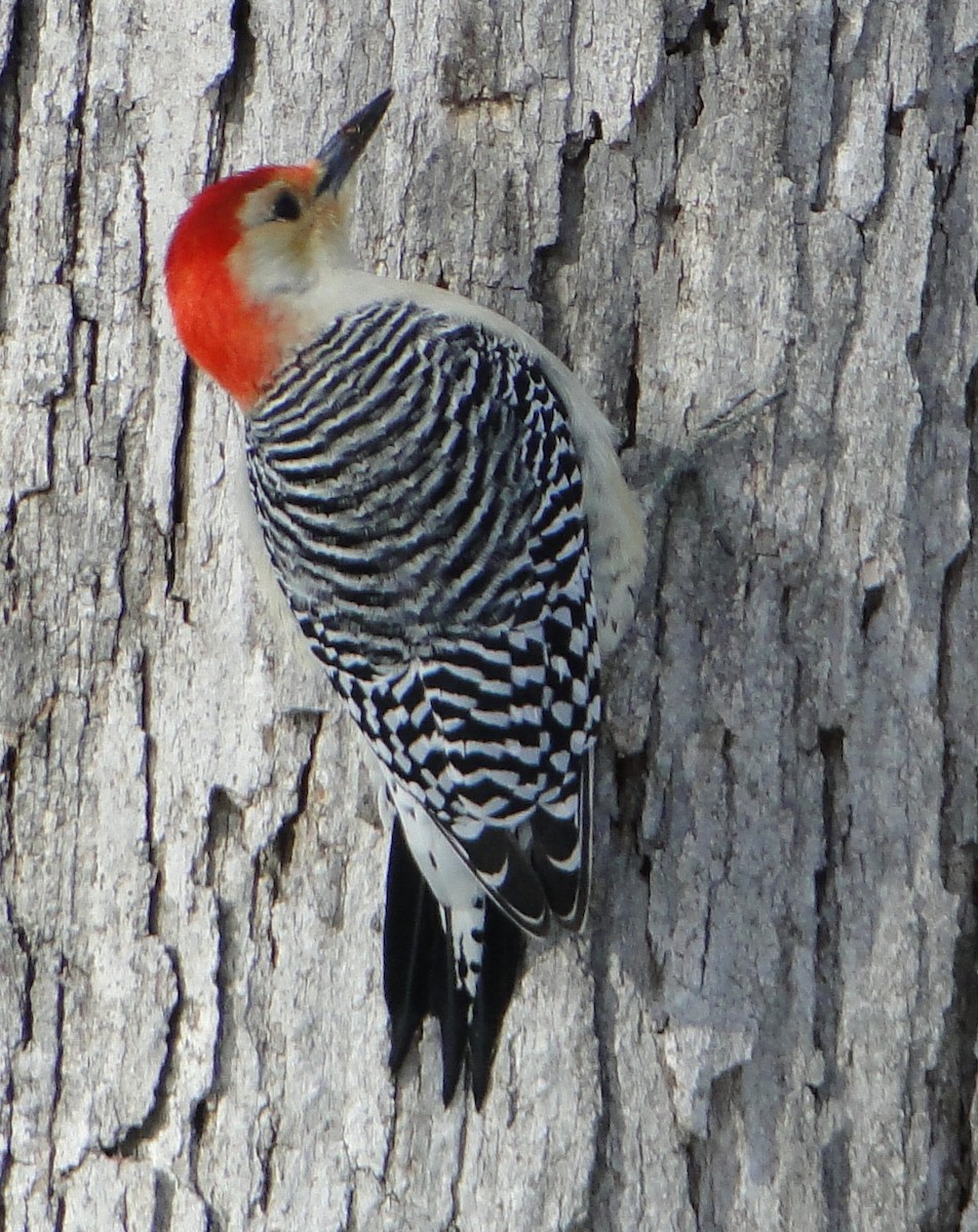 Red-bellied Woodpecker - ML646685568