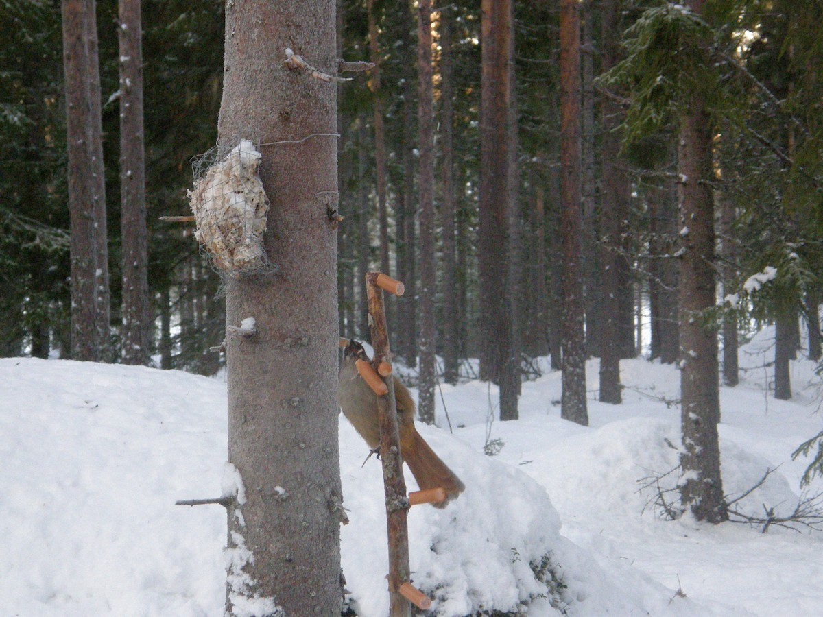 Siberian Jay - ML646685569