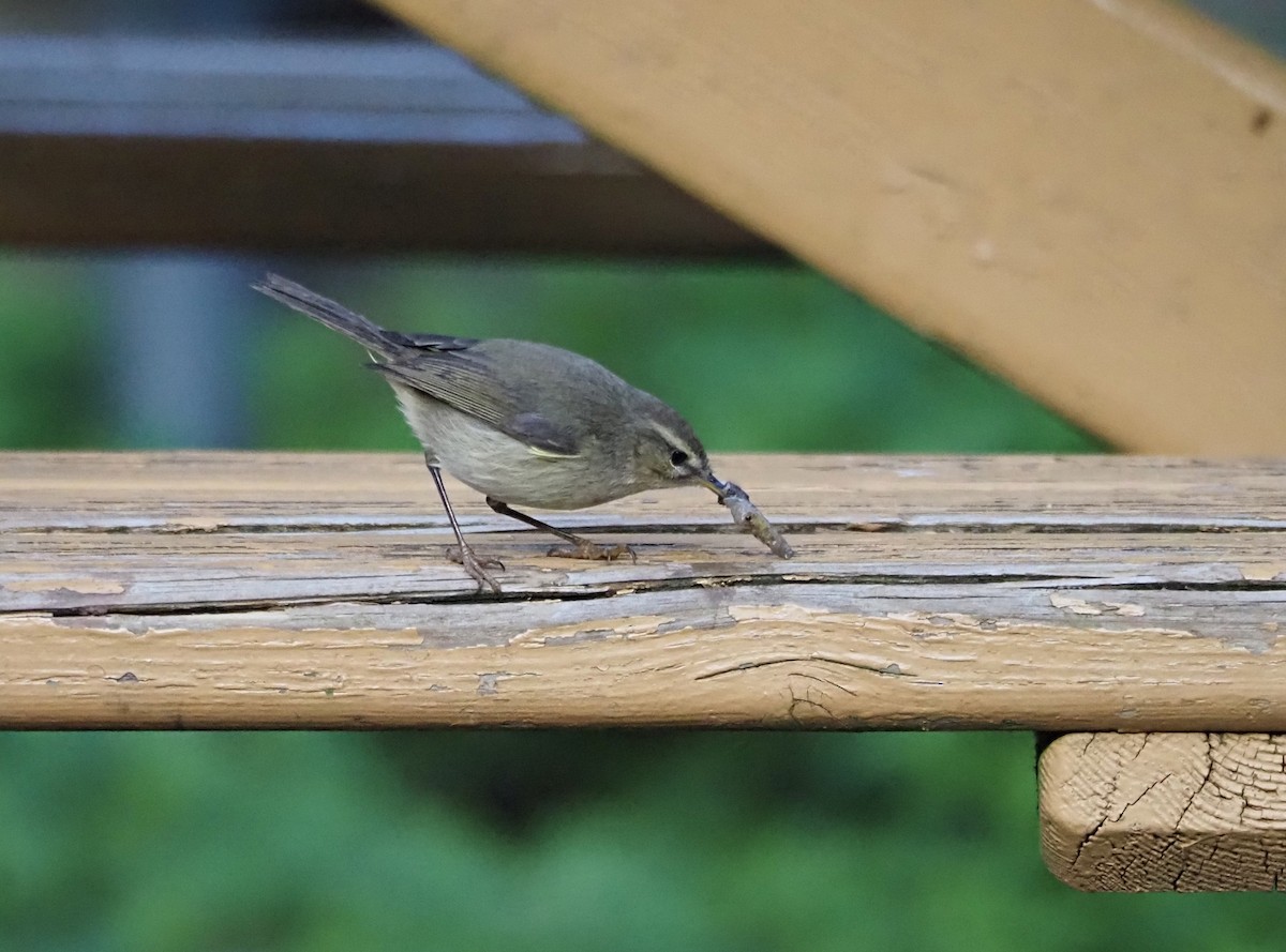 Canary Islands Chiffchaff - ML646685571