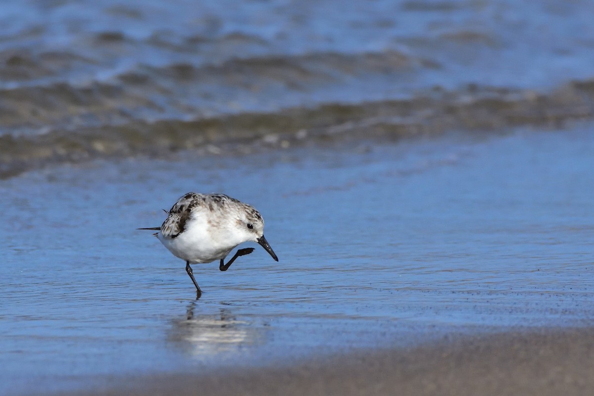 三趾濱鷸 - ML646685572