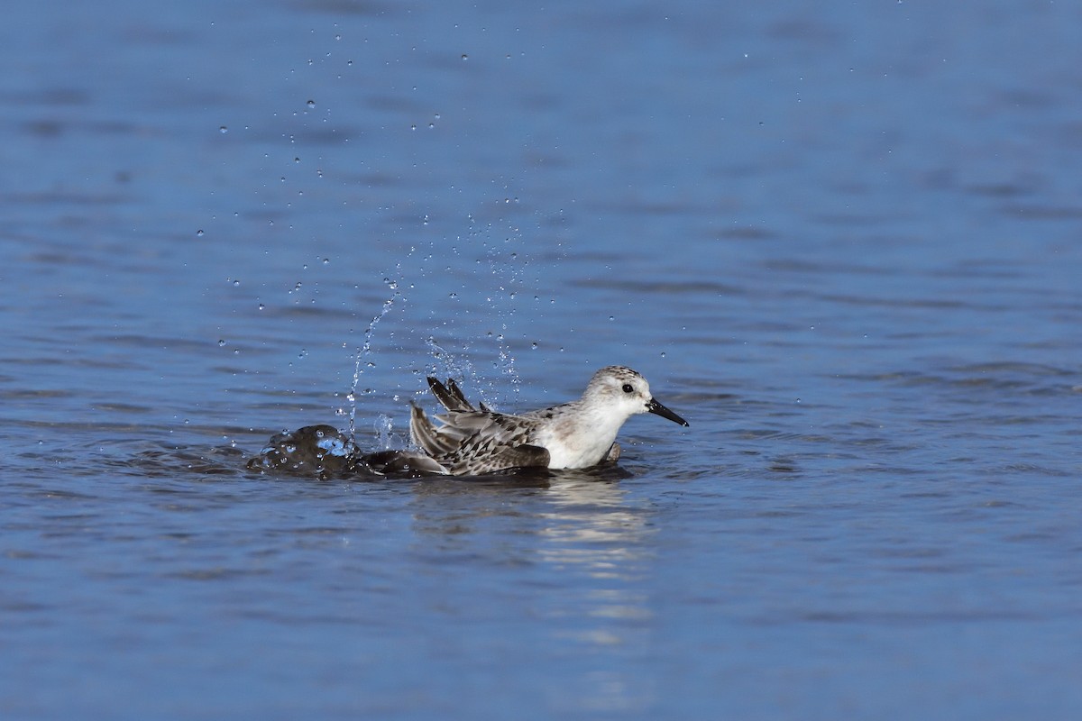 三趾濱鷸 - ML646685573