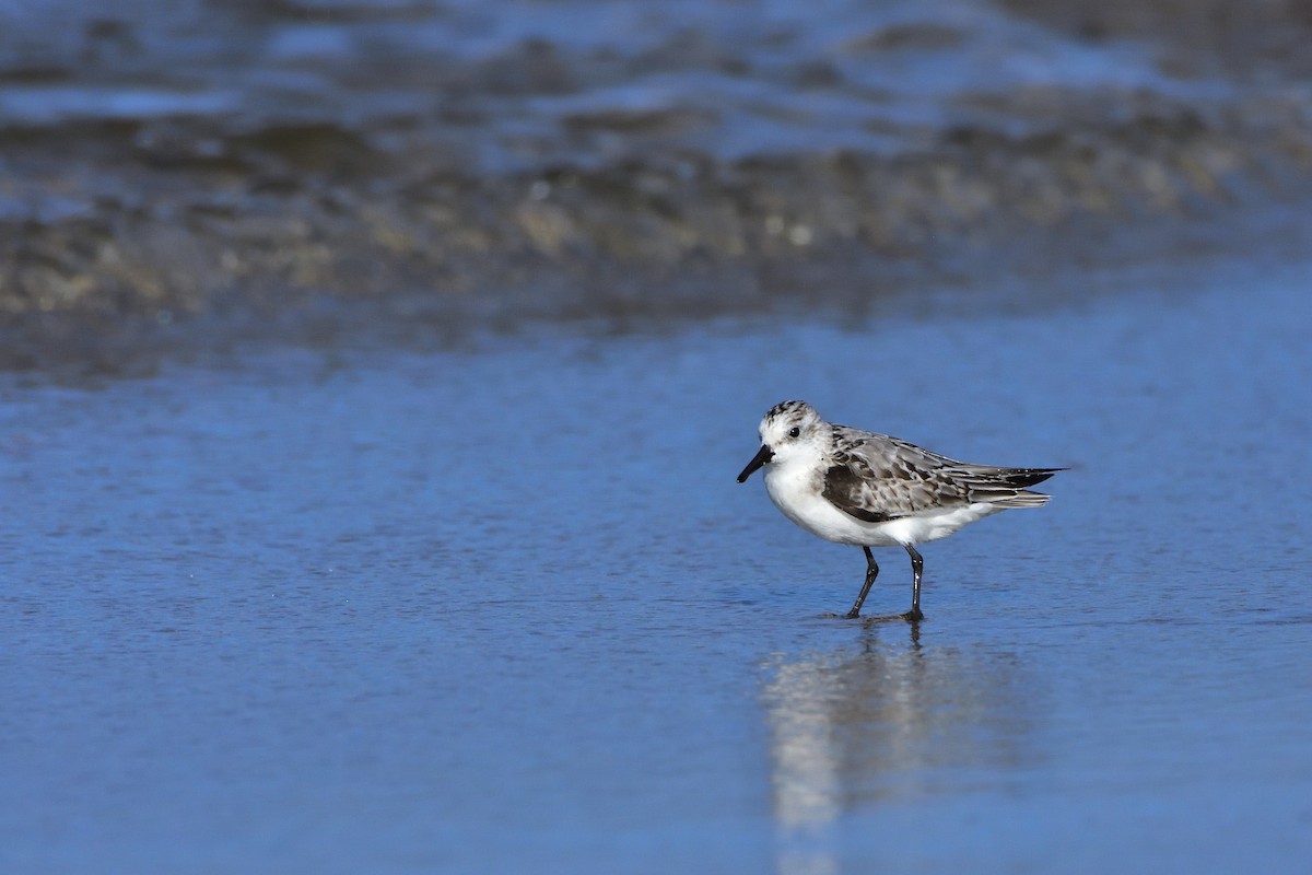 三趾濱鷸 - ML646685574