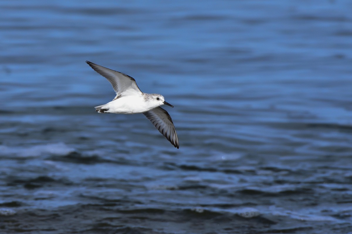 三趾濱鷸 - ML646685575