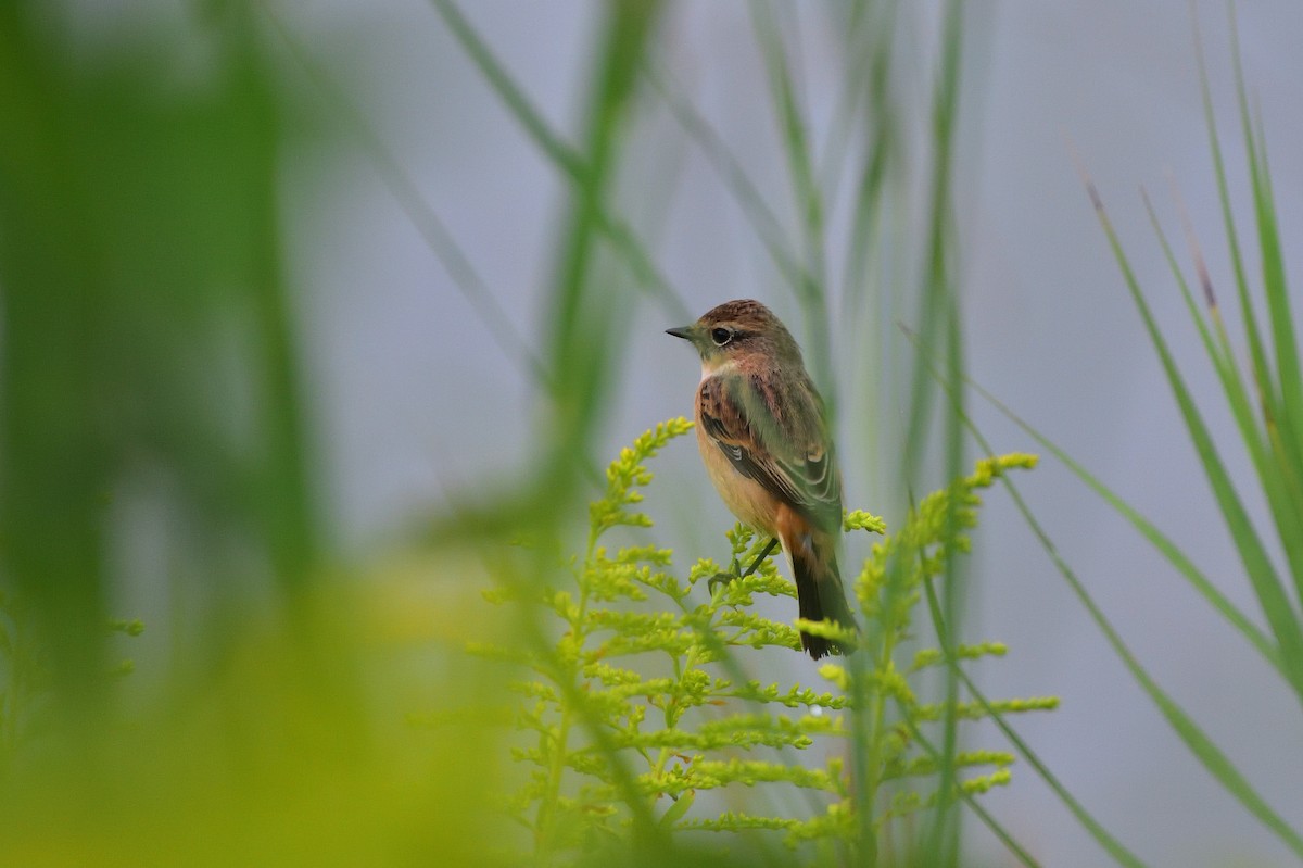 黑喉鴝 - ML646685578