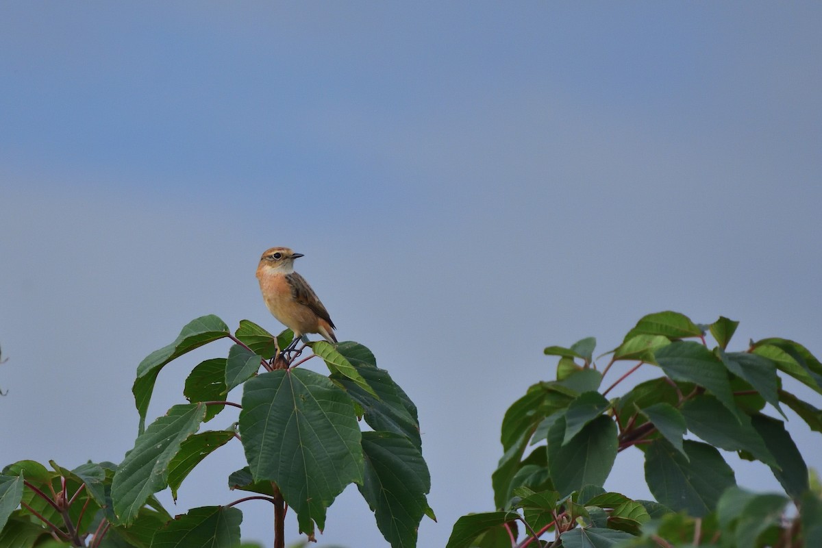 黑喉鴝 - ML646685579