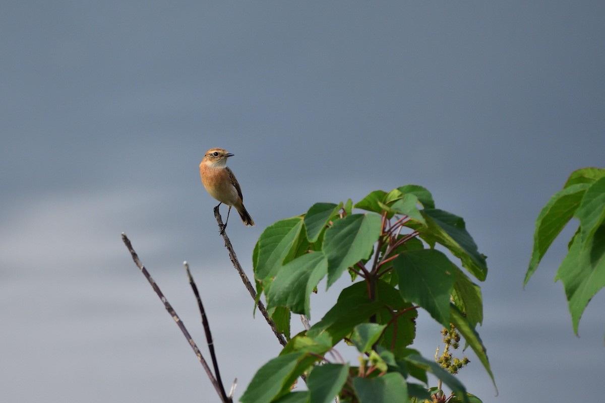 黑喉鴝 - ML646685580