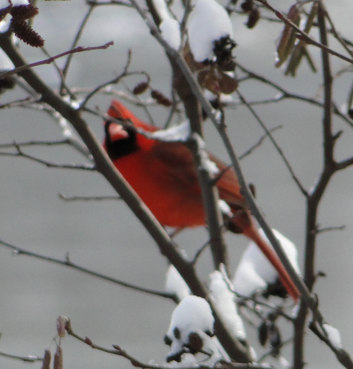 ショウジョウコウカンチョウ - ML646685581