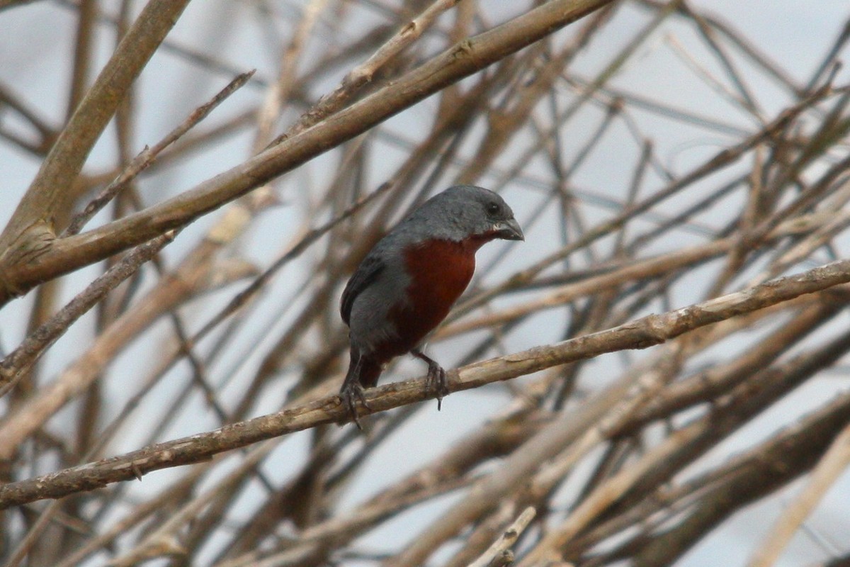 Kestane Karınlı Tohumcul - ML646685583