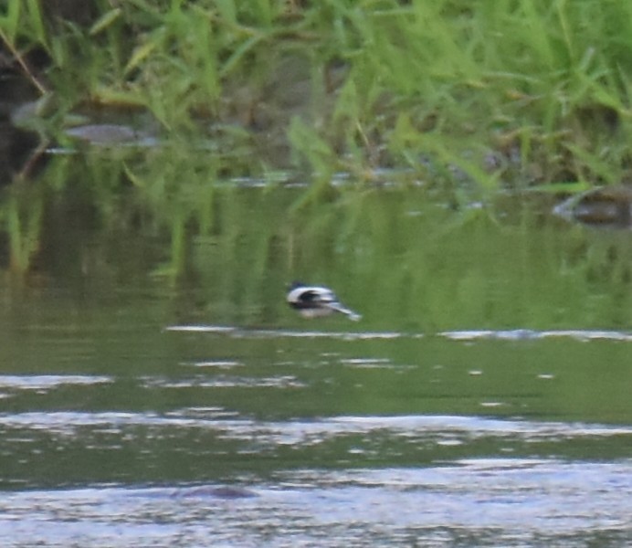 svartryggkløftstjert - ML646685585