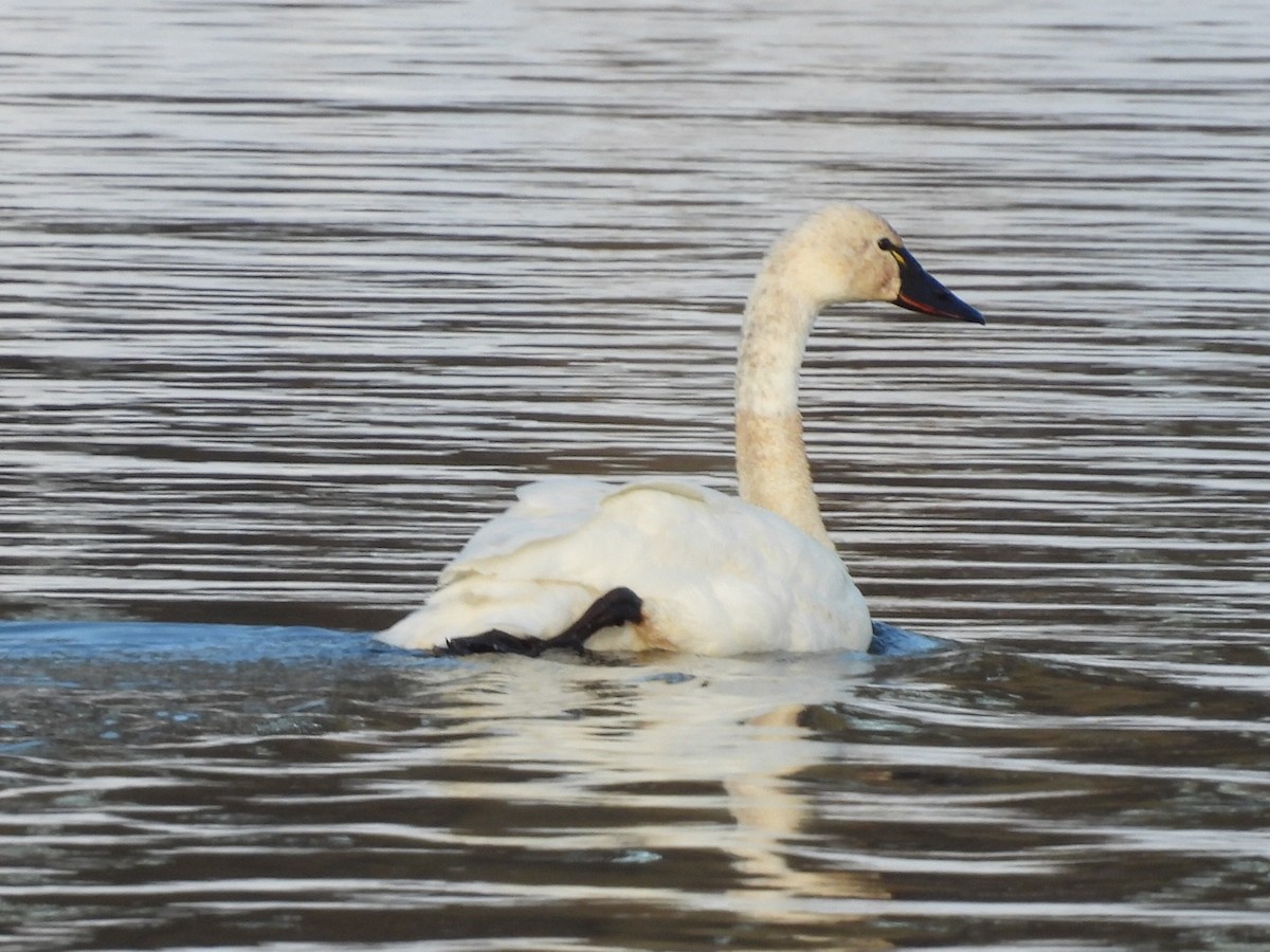 Cigno minore - ML646685587