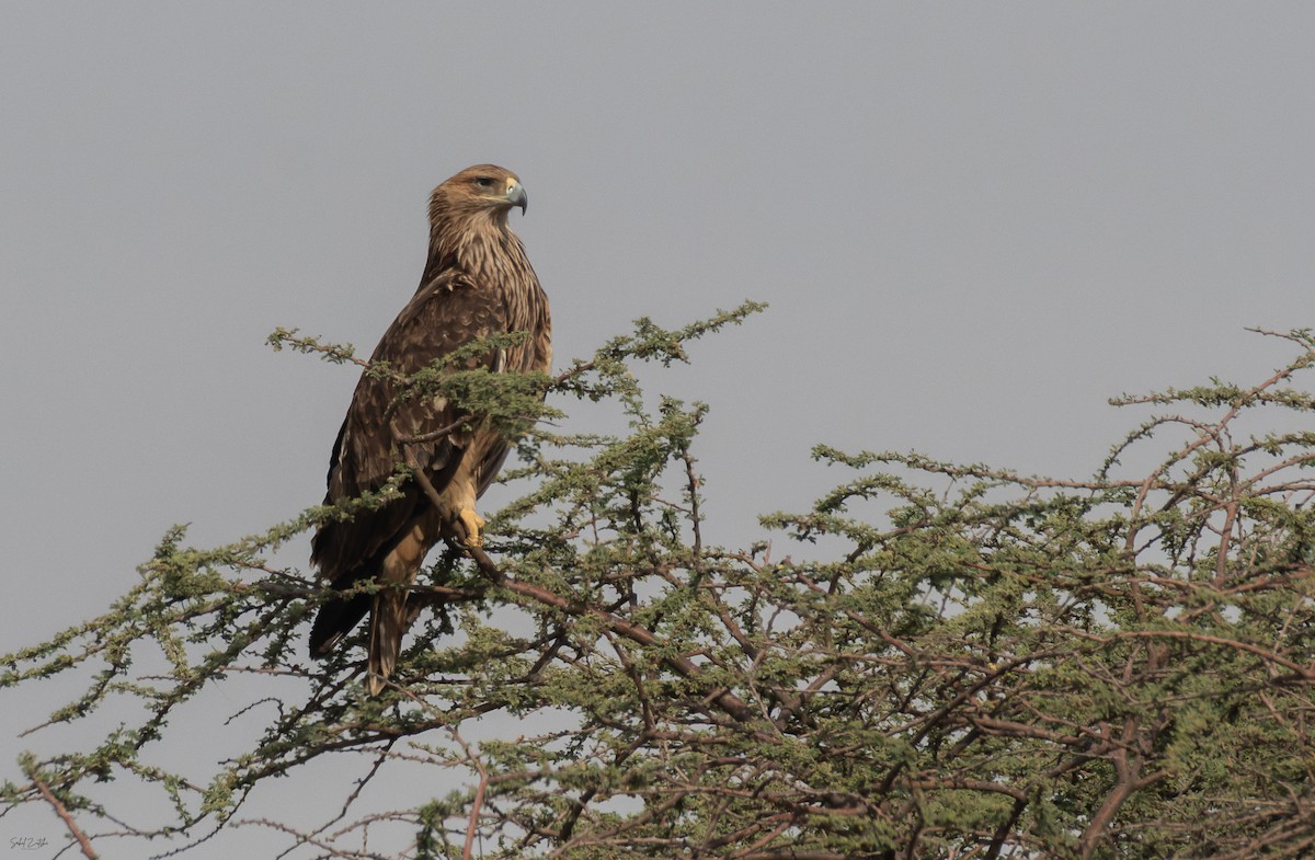 Eguzki-arrano eurasiarra - ML646685589
