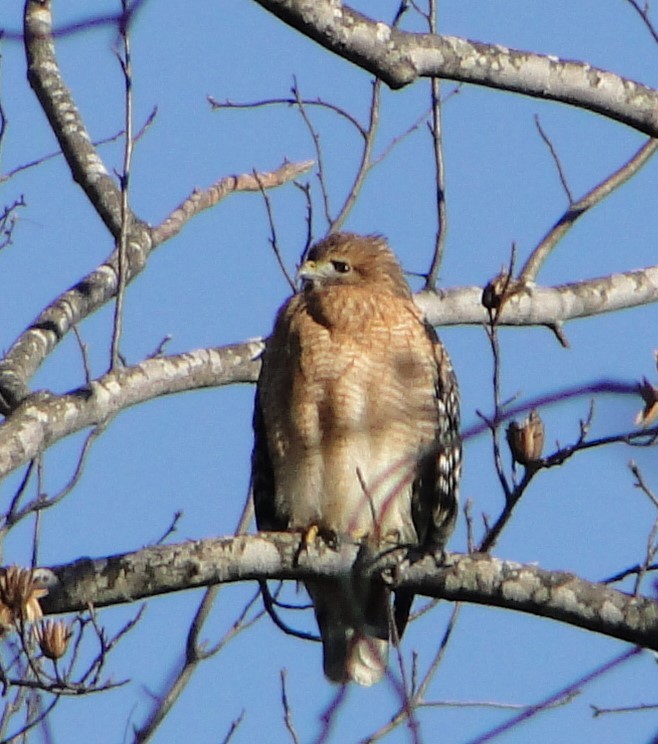 カタアカノスリ - ML646685594