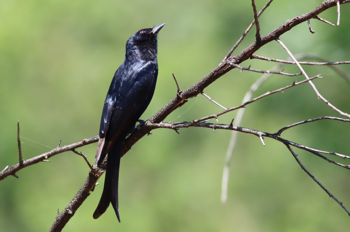 Fork-tailed Drongo - ML646685598