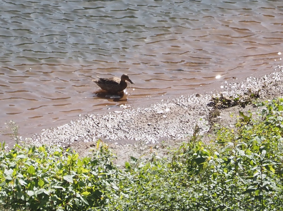 Mestolone - ML646685599