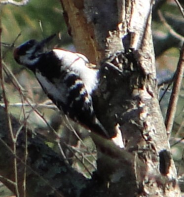 セジロアカゲラ - ML646685601