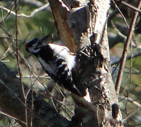 セジロアカゲラ - ML646685602