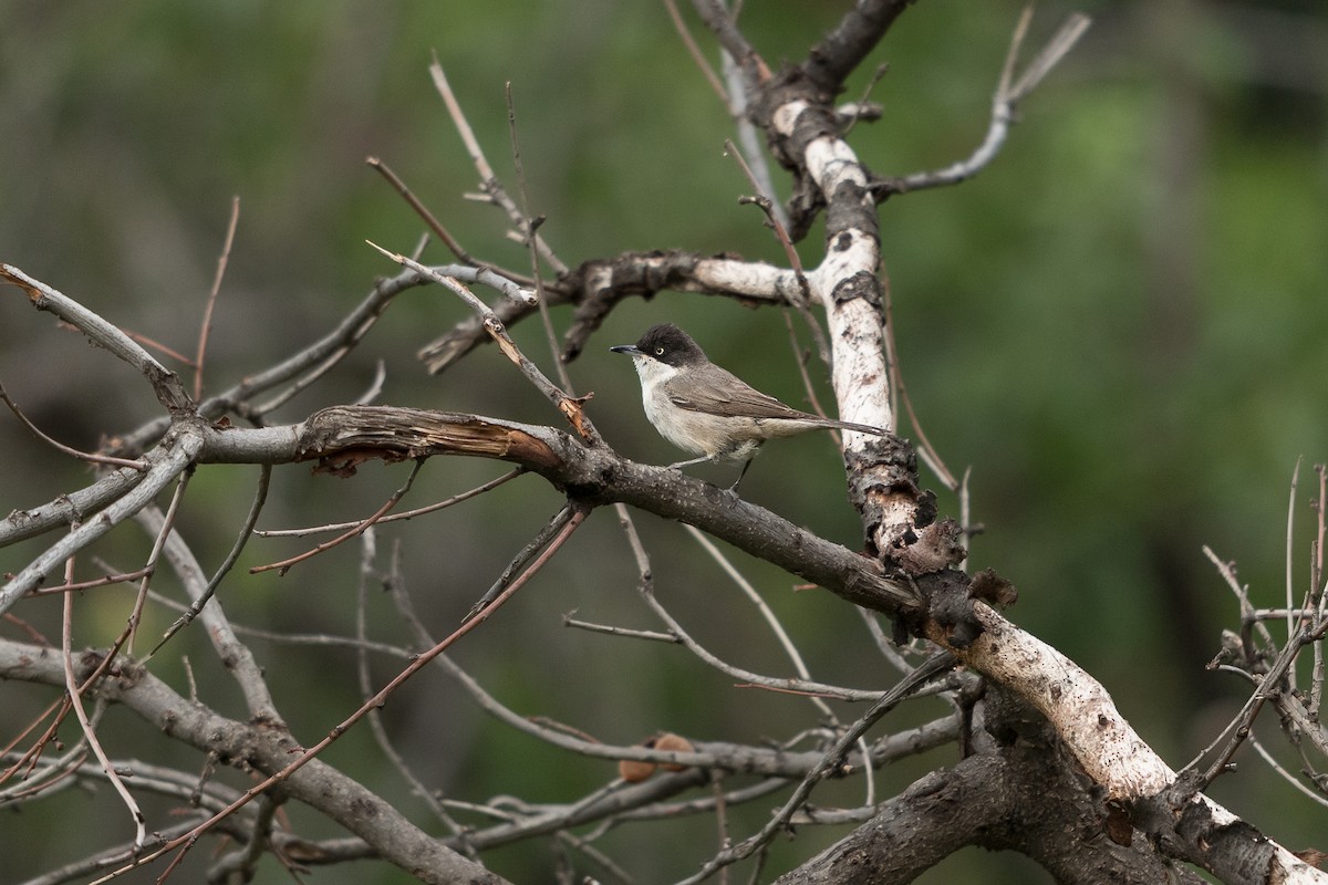 punersanger - ML646685603