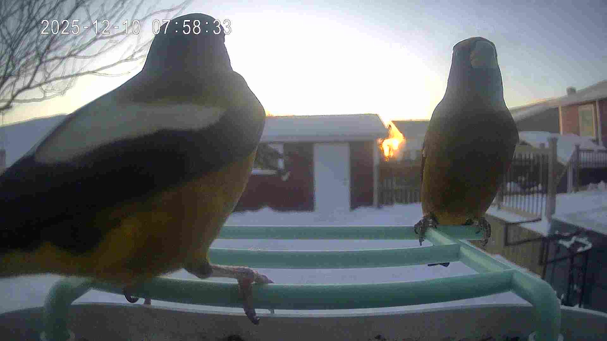 Evening Grosbeak - ML646685604