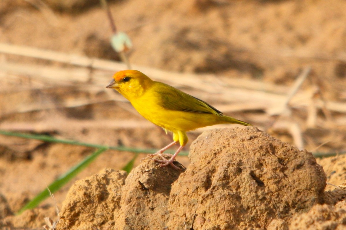 Amazon Kanarya İspinozu - ML646685606