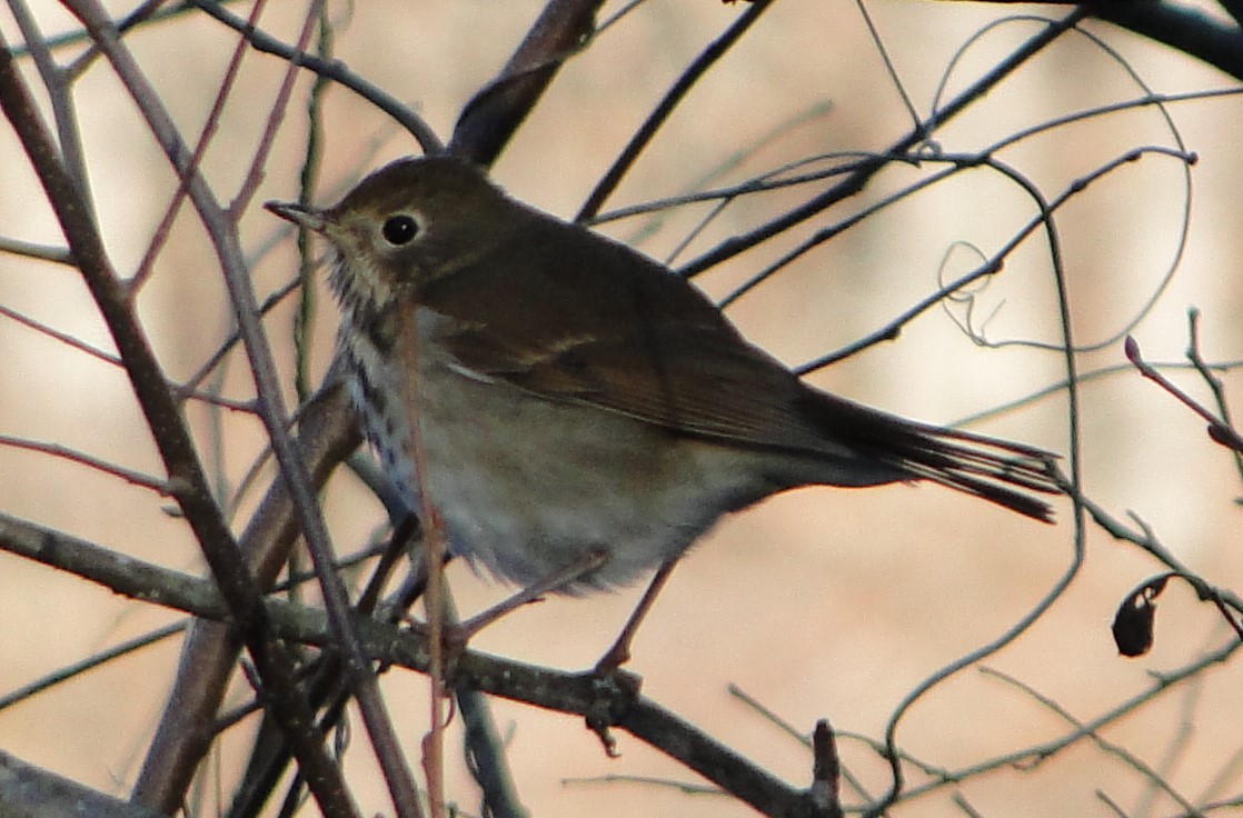 チャイロコツグミ - ML646685609