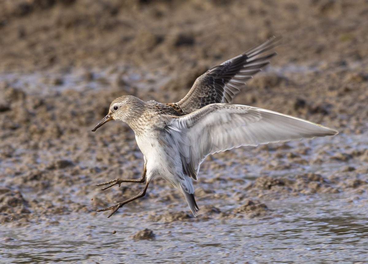 jespák tundrový - ML646685614