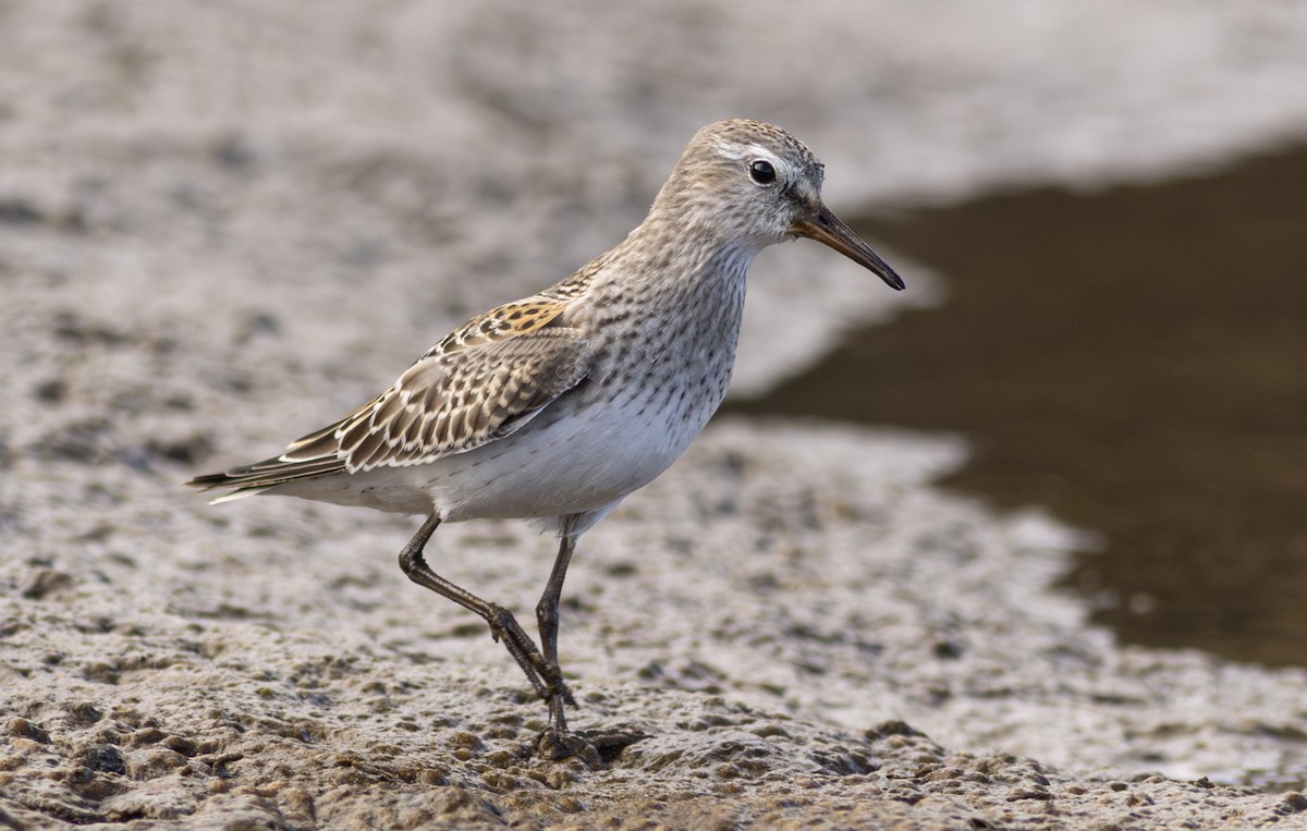 jespák tundrový - ML646685615