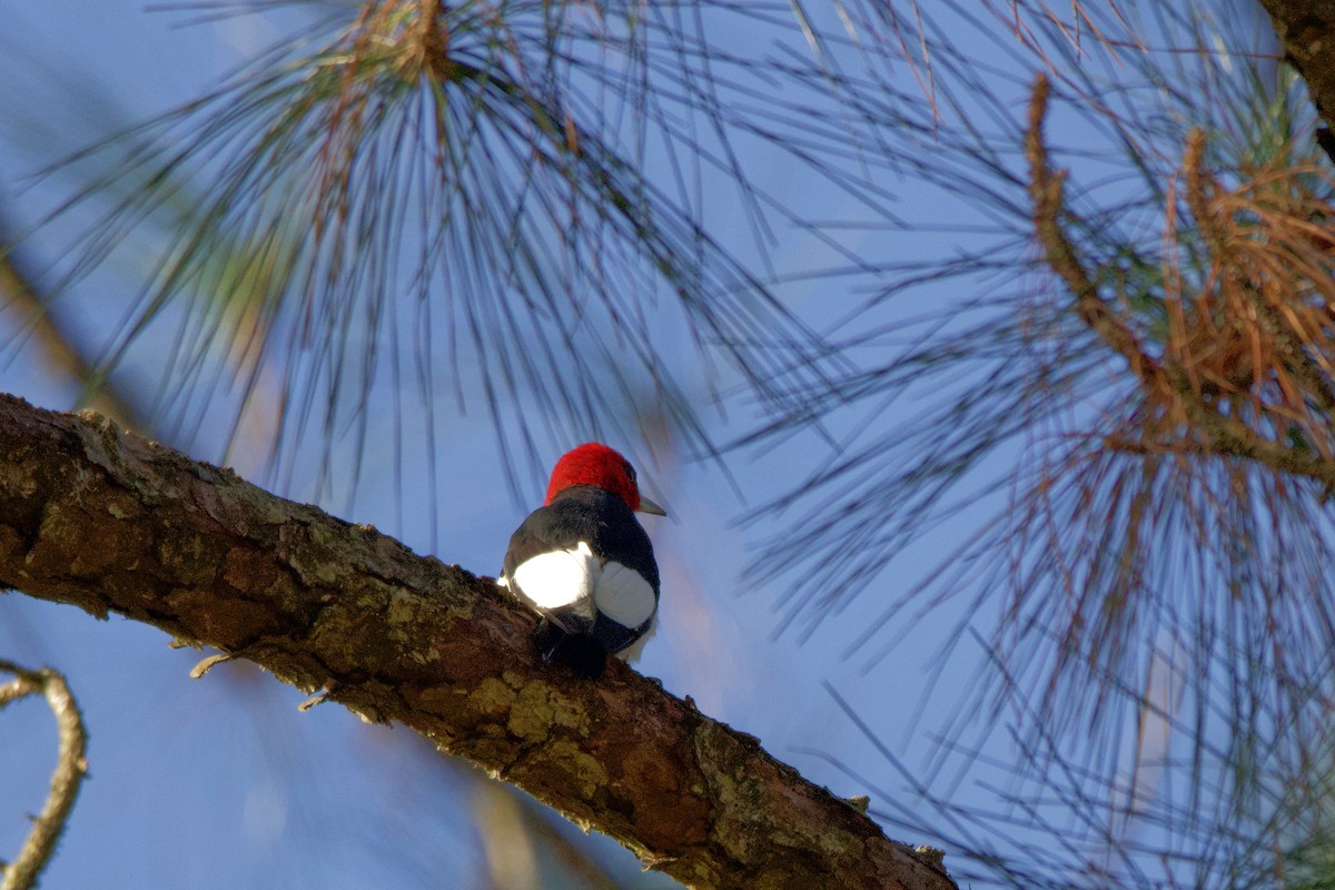 Red-headed Woodpecker - ML646685616
