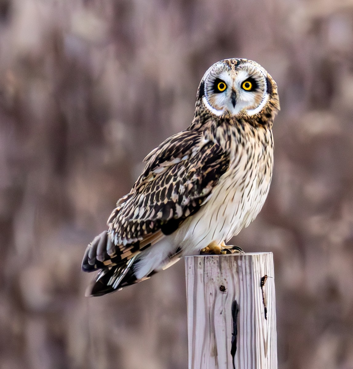 Short-eared Owl - ML646685618