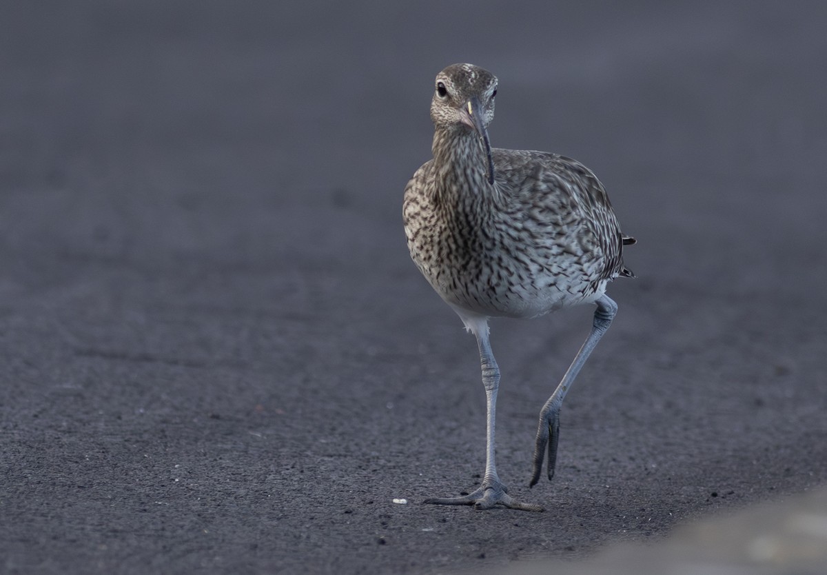 småspove - ML646685622