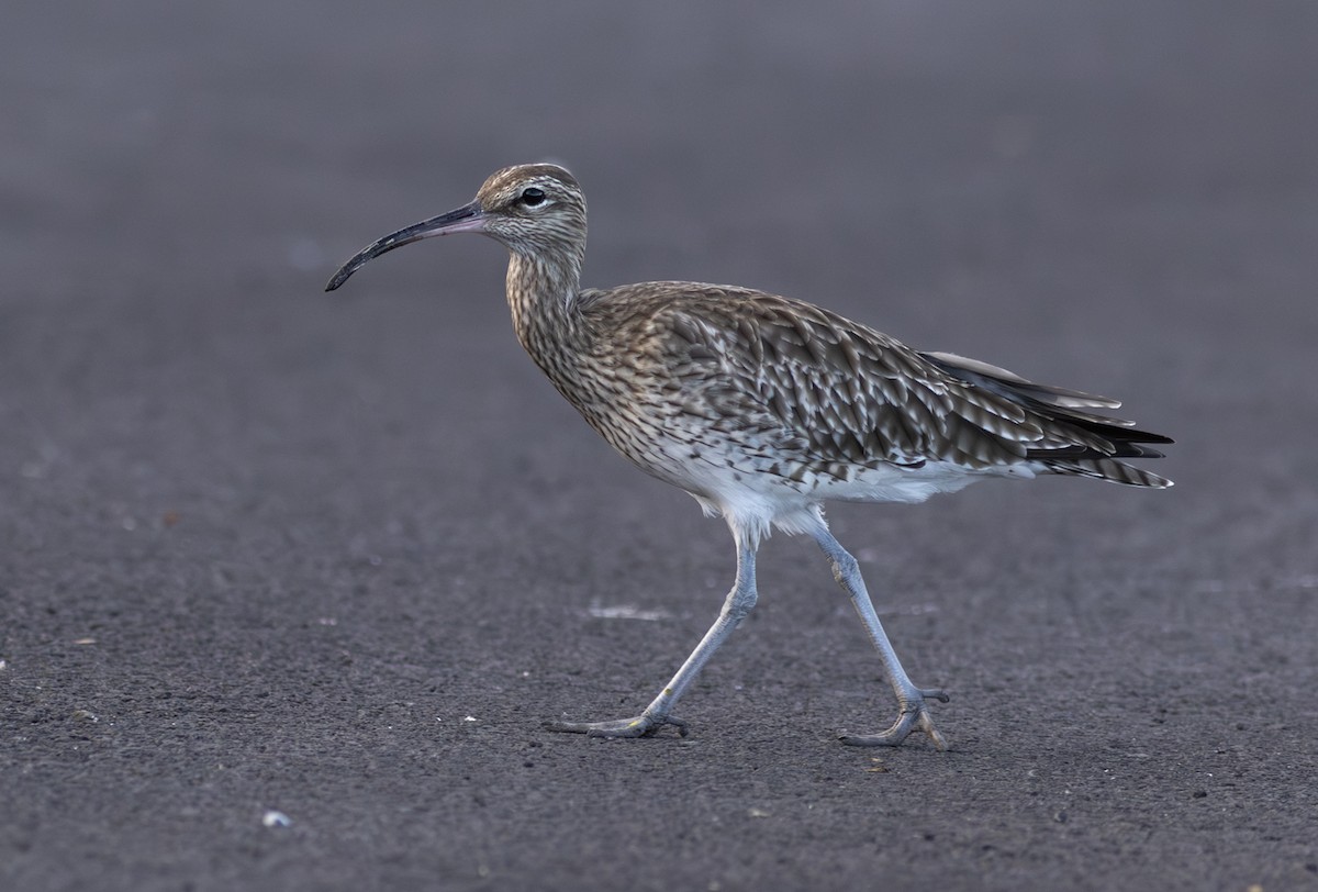 småspove - ML646685623