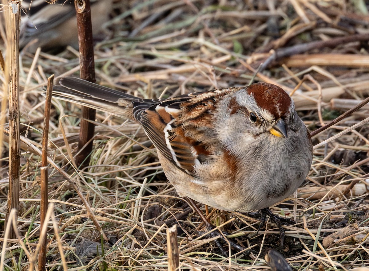 American Tree Sparrow - ML646685625
