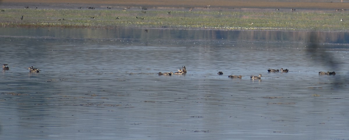 Northern Pintail - ML646685626