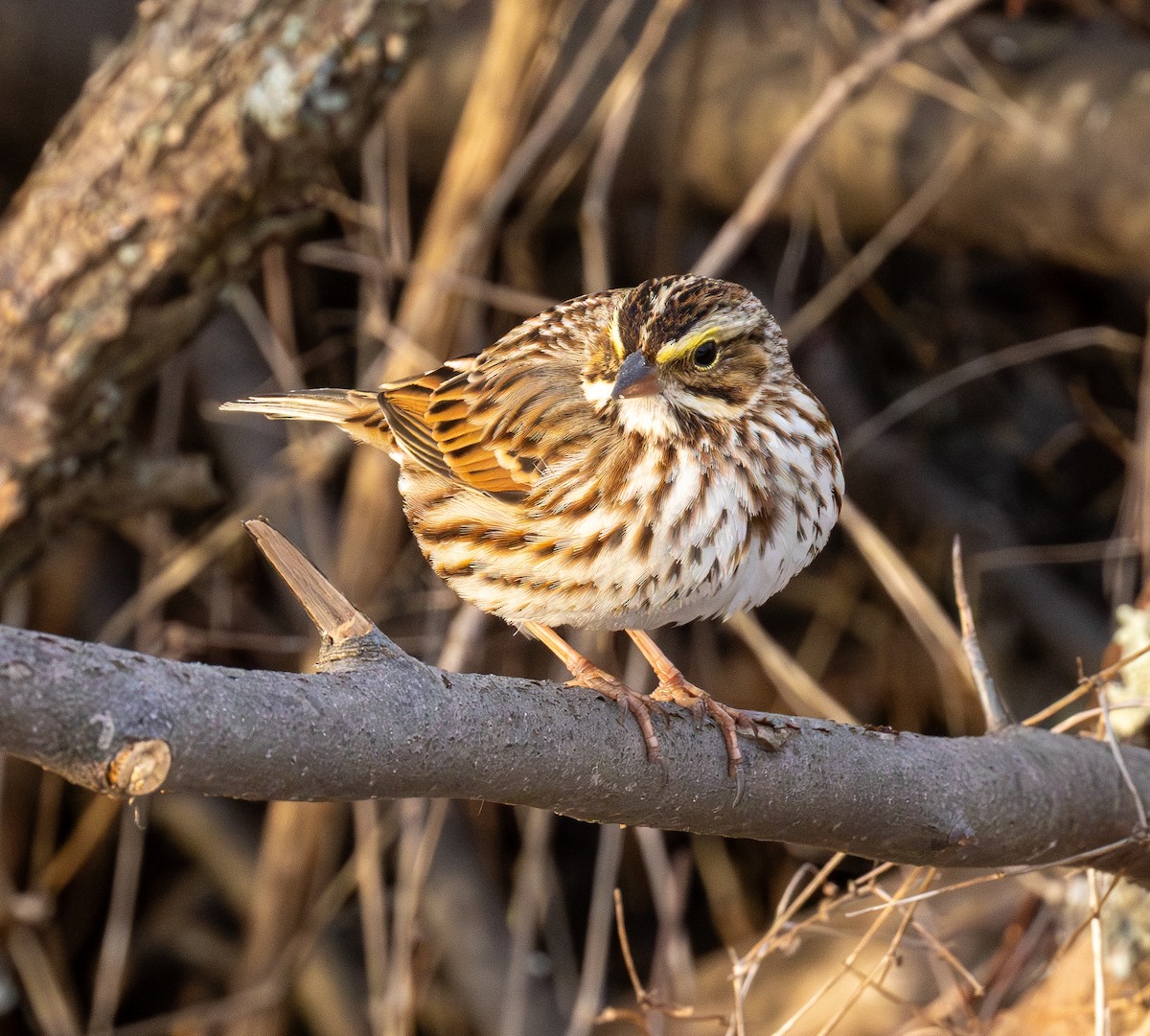 Savannah Sparrow - ML646685641