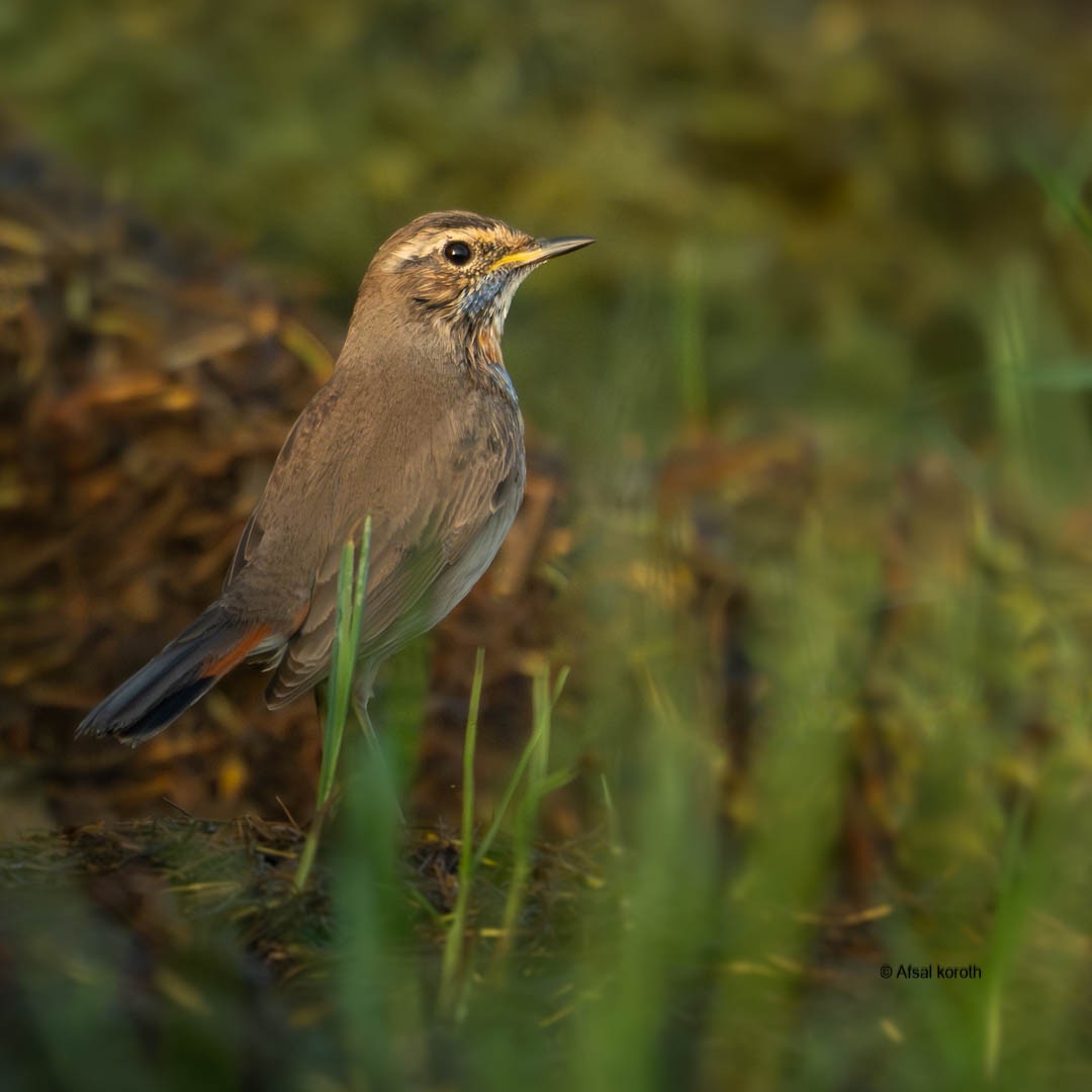 藍喉鴝 - ML646685645