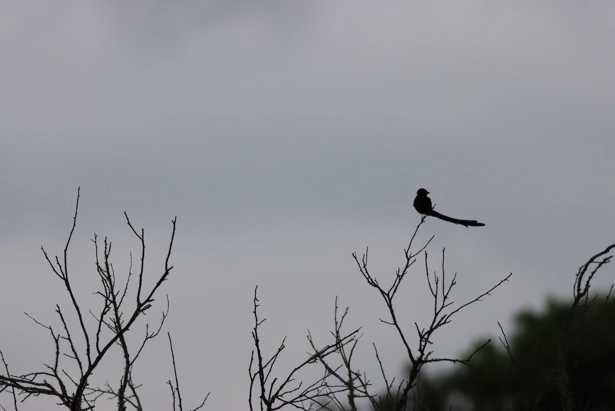 Red-collared Widowbird - ML646685647