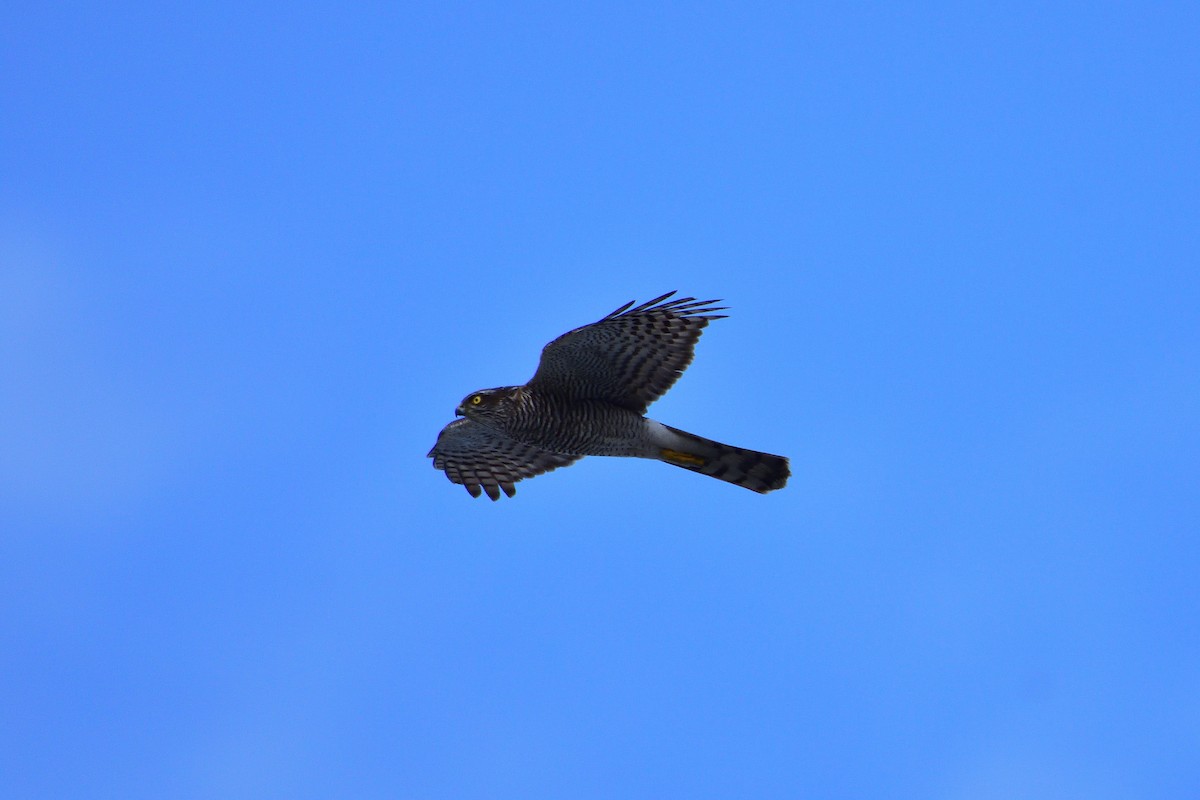 北雀鷹 - ML646685648