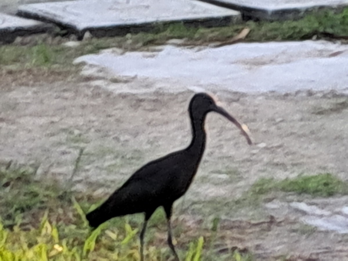 Glossy Ibis - ML646685651