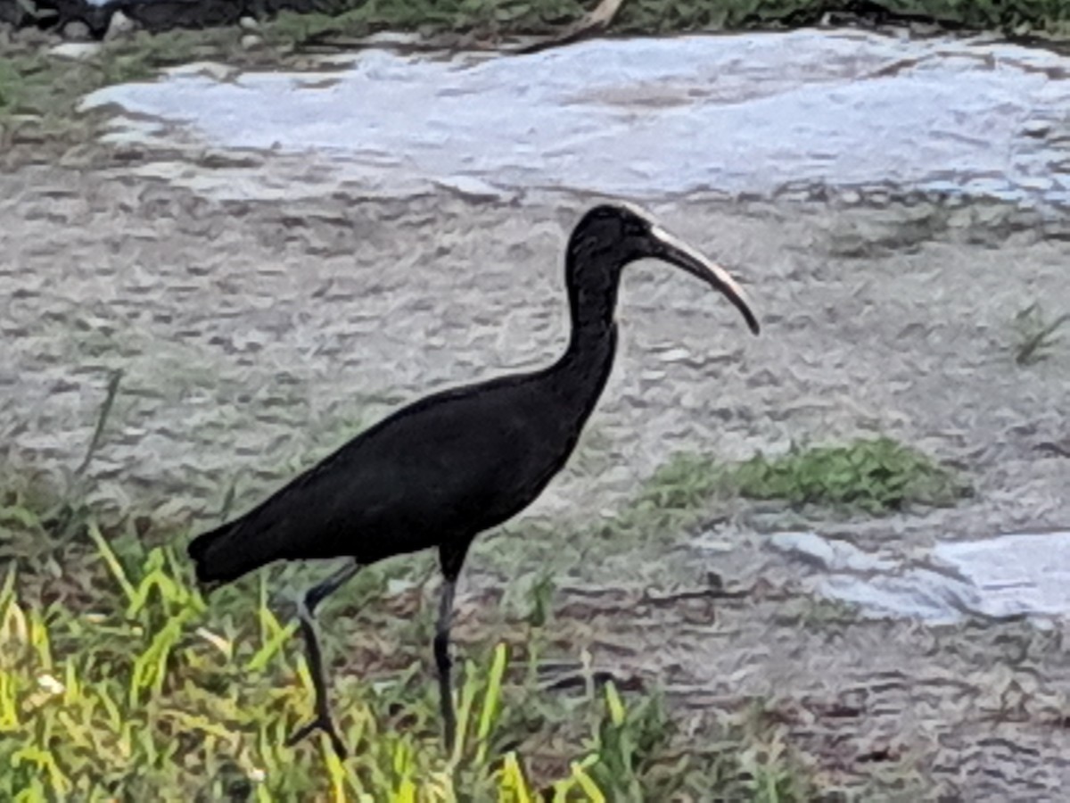Glossy Ibis - ML646685652