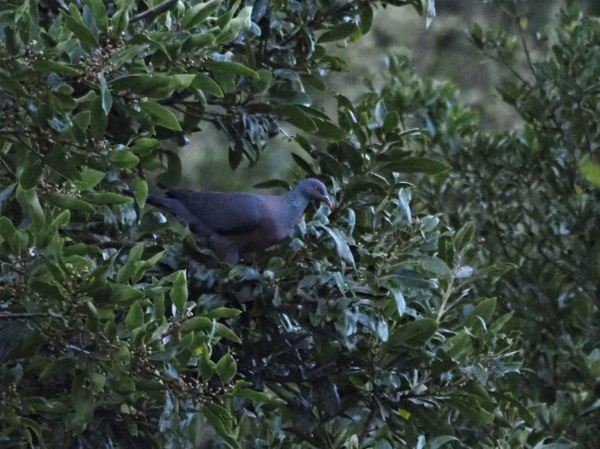 Bolle's Pigeon - ML646685661