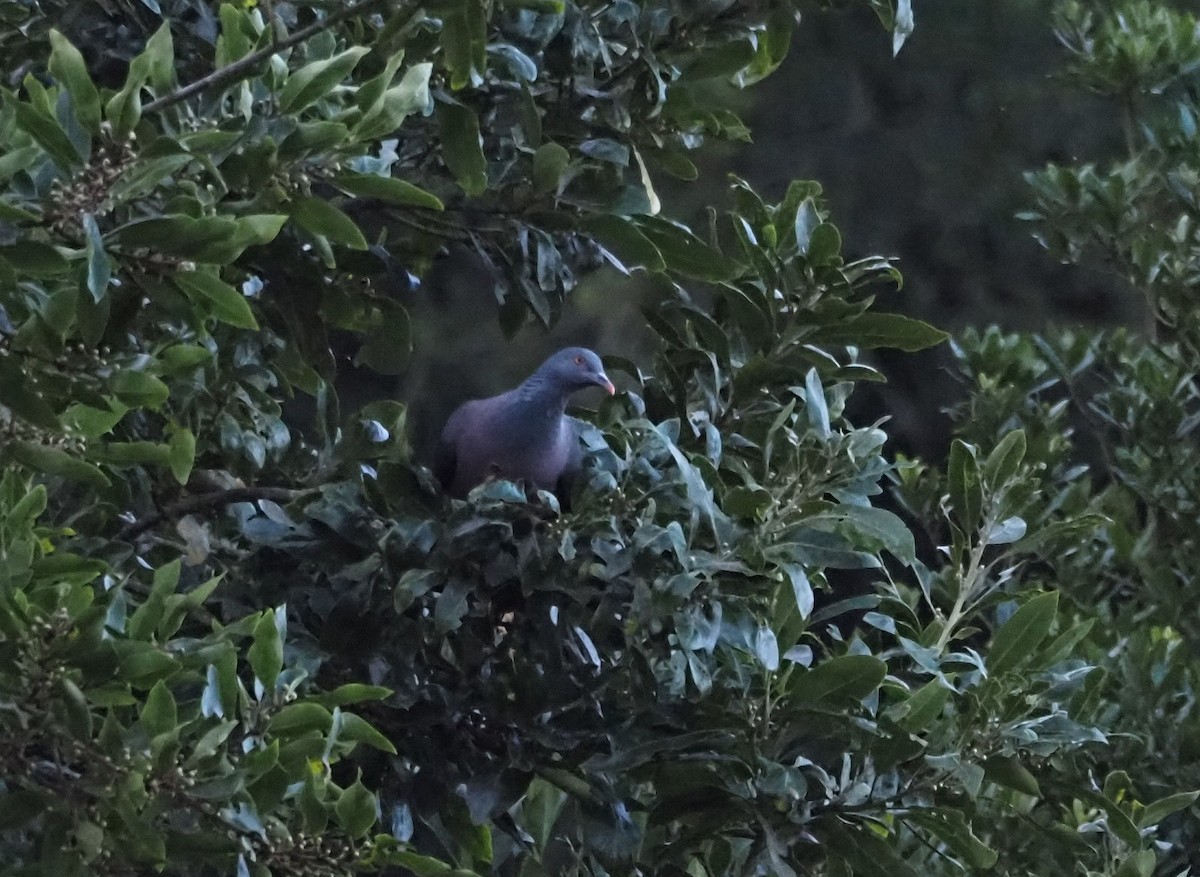 Bolle's Pigeon - ML646685662