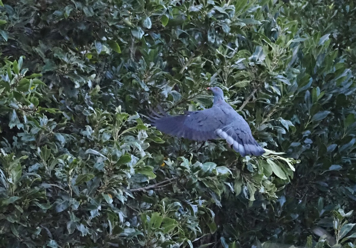 Bolle's Pigeon - ML646685663