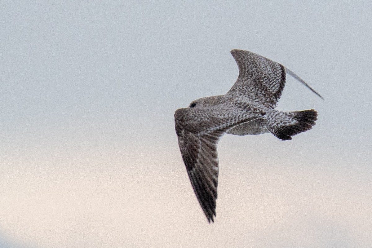 Kaio hauskara amerikarra - ML646685667