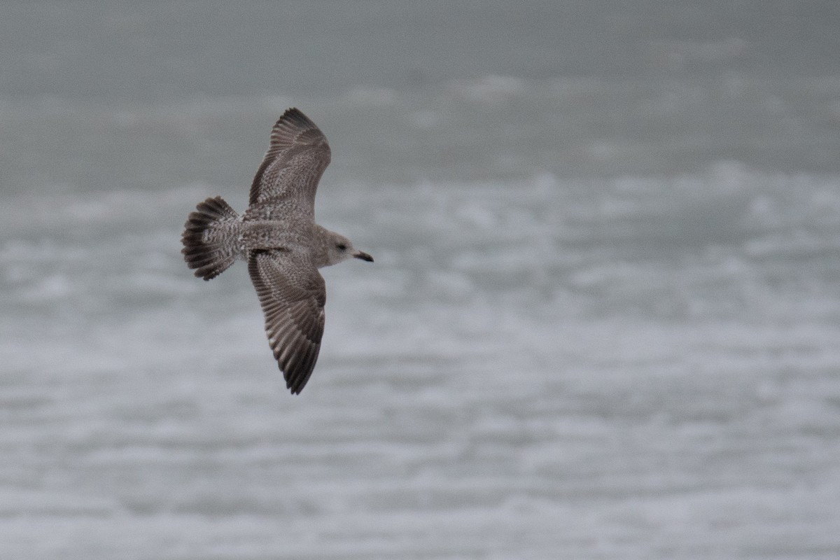 Kaio hauskara amerikarra - ML646685668