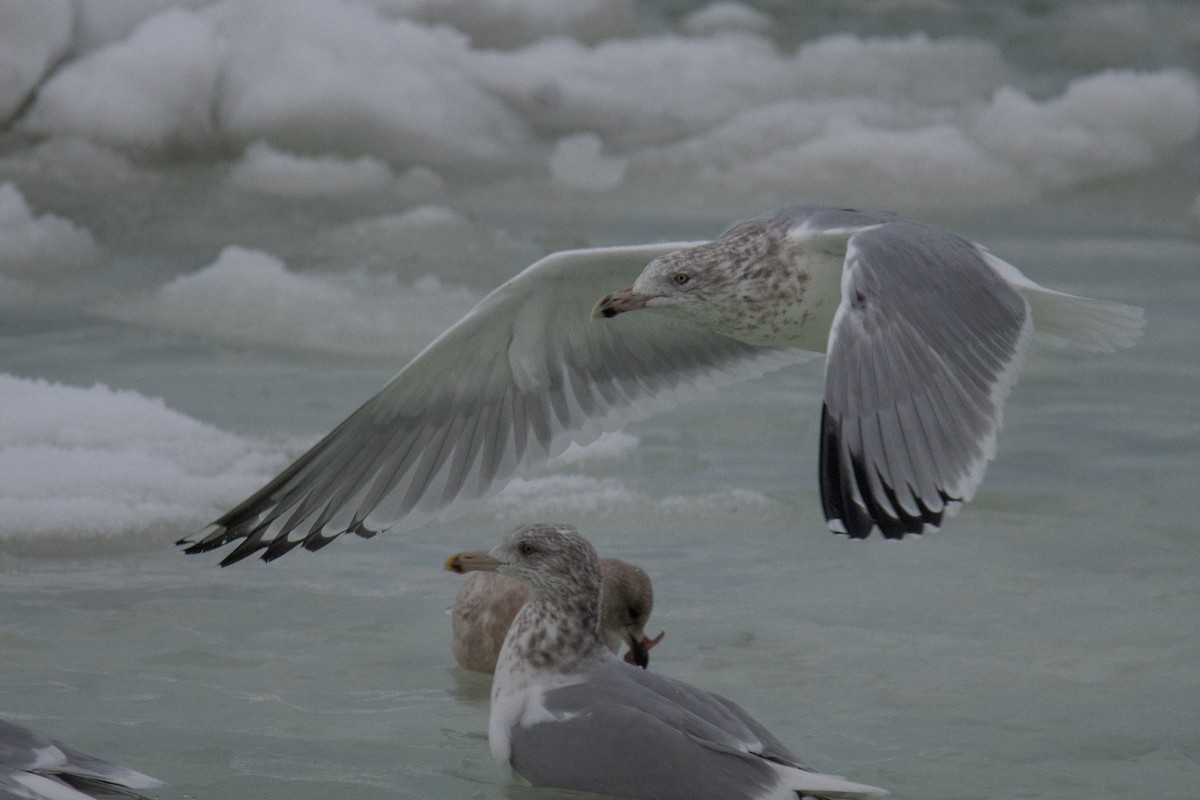 Kaio hauskara amerikarra - ML646685670