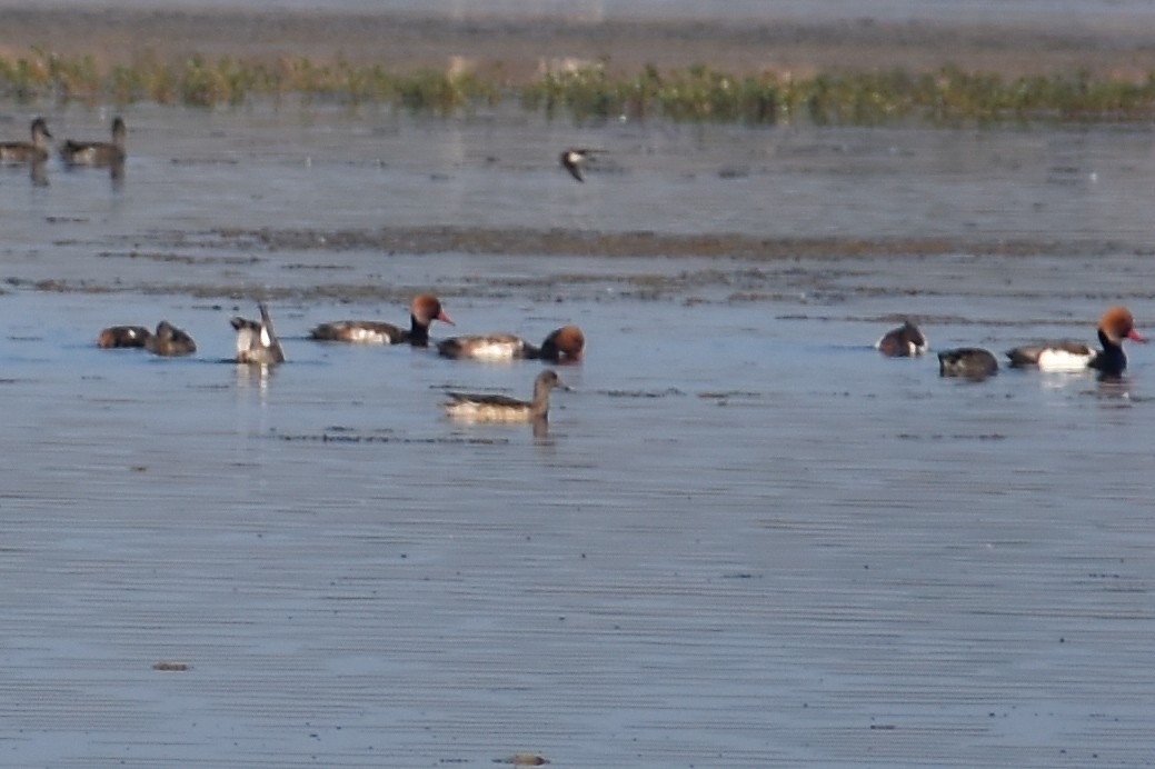 Eurasian Wigeon - ML646685674