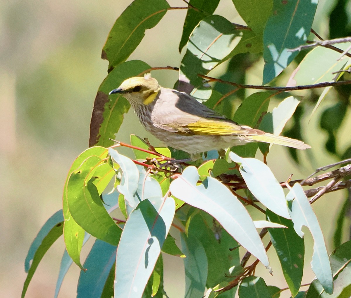 Yellow-plumed Honeyeater - ML646685678