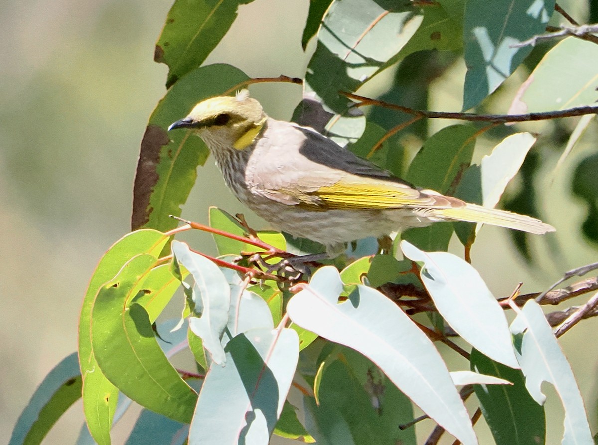 Yellow-plumed Honeyeater - ML646685679