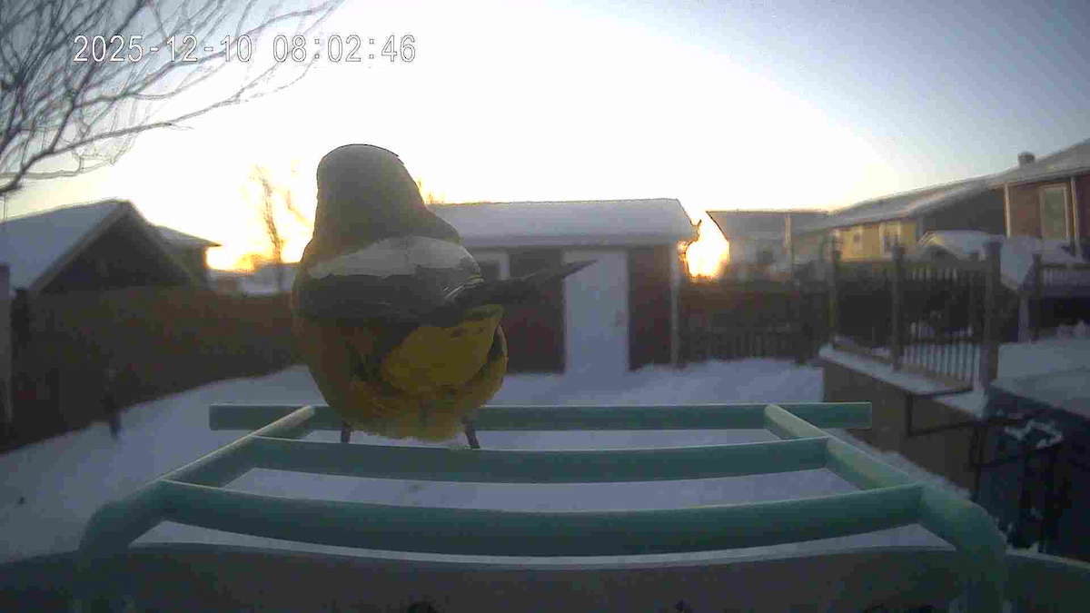 Evening Grosbeak - ML646685680