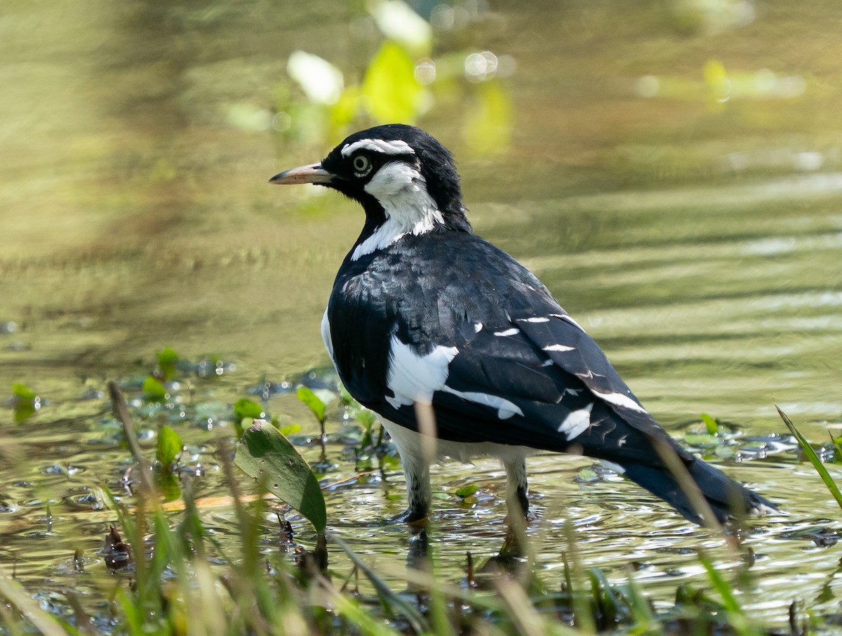 ツチスドリ - ML646685683