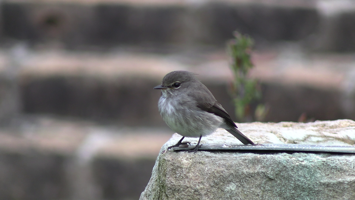 Papamoscas Sombrío - ML646685686